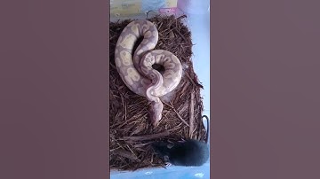 Ball python strike mean rat