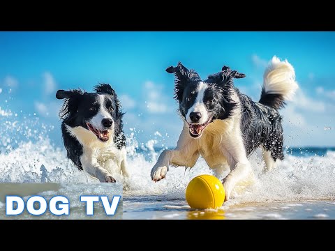 12 Hours Of Dog Calm Music Relaxing Piano Music To Ease Separation Anxiety In Dogs Dog Music 