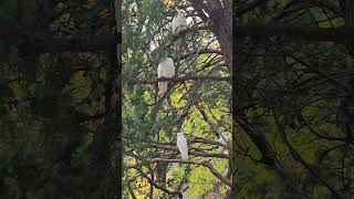 Cockatoos And Their Big Families #sydney #cockatoo #birds #parrot #youtubeshorts