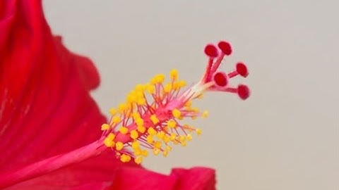 The Stamen - Montessori Botany
