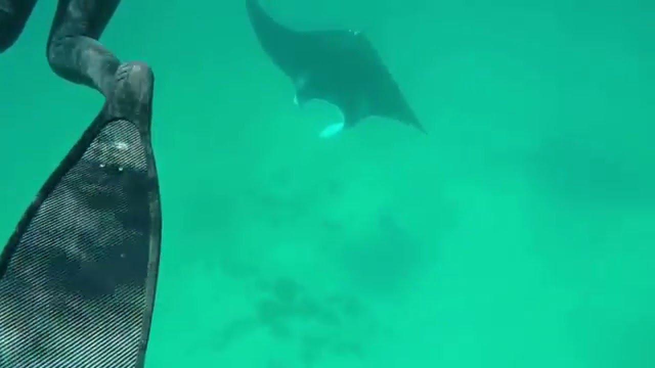 Swimming with Manta Rays Coral Bay amazing snorkel with manta rays in