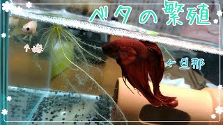 【アクアリウム】ベタの繁殖1　~鬼嫁から逃げるオスベタ~