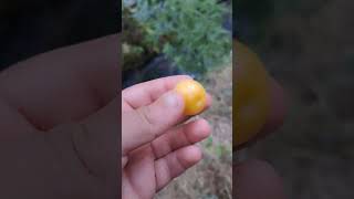 Elazığ. Palu.burgudere.küyü.manzara