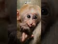 Colorful World, Cute Creatures | iPanda #shorts
