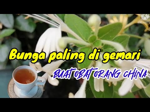 Video: Tumbuhan Honeysuckle Mexico – Petua Untuk Menanam Honeysuckle Mexico Di Taman