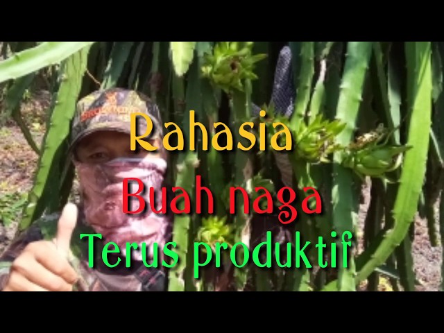 Rahasia.. Cara buah naga terus produktif class=