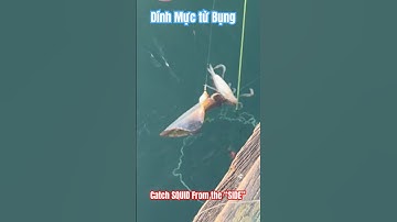 🇦🇺#shorts CÂU MỰC ỐNG ở Úc DÍNH TỪ BỤNG| Catching SQUID From “Side” #squidfishing #squid #caumuc