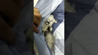 Download Lagu Cak😂😂#funny #shortscat #catcute #cutecat MP3