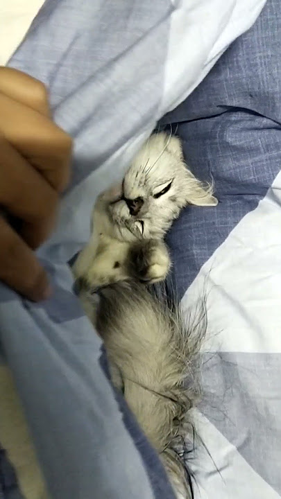 Cakππ#funny #shortscat #catcute #cutecat