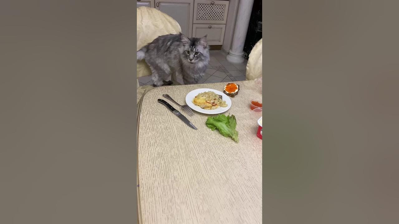 Кошка голодный песня. Кот голодный кот нейросеть. Хангри кот. Голодный кот смотрит на еду. Голодная кошка ночной клуб на Семеновской.