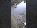 カエルが飛び込んだ穴にルアーを落とすと・・・😱