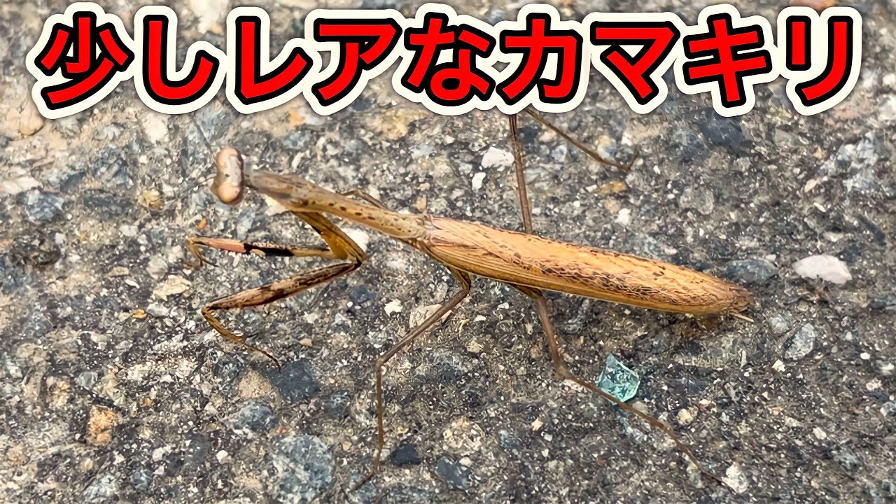 カマキリ採集 道路をたくさんのコカマキリが歩いてました Youtube