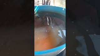 Criação de tilapia em caixa d&#39;água 1000l em fase de reprodução!