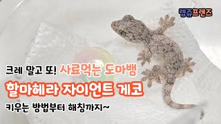 사료먹는 귀여운 도마뱀, 할마헤라 자이언트 게코 키우기!