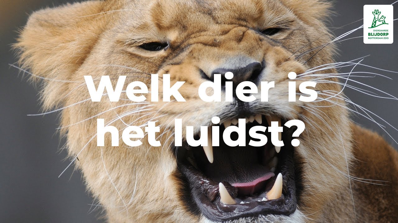 Welk dier is het luidst? - YouTube