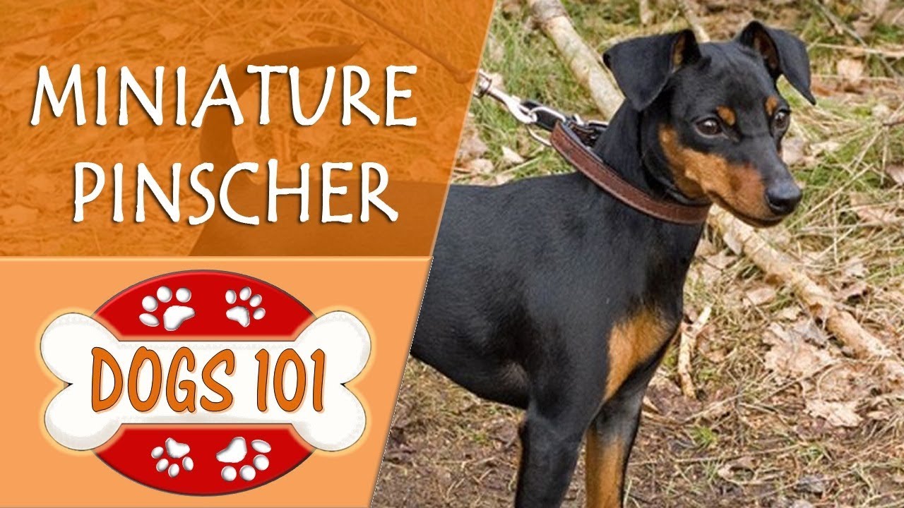 Dogs 101 MINIATURE PINSCHER Top Dog Facts About the