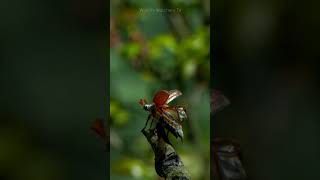 Beetle Battle Techniques: Unveiling the Extraordinary World of Beetles