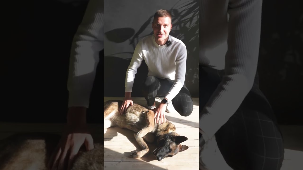 Депрессия у домашних животных