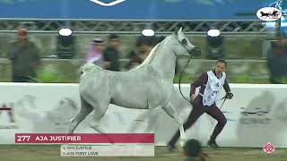 N.277 Aja Justafire - Kpahs Purebred Show 2023 - Stallions 7 Years Old Cl 10