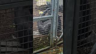 Download Lagu such an amazing ape #ape #monkey #clapping #amazing #friendly #stunning #animals MP3 Download Lagu such an amazing ape #ape #monkey #clapping #amazing #friendly #stunning #animals MP3
