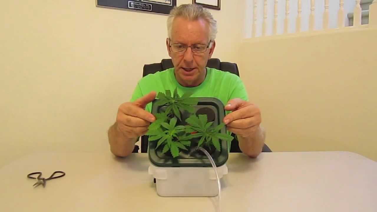 This thing works awsome! Low Cost DWC Plant Cloner