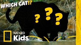 which wild cat loves water animal facts kids i nat geo kids