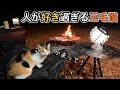 人に懐きすぎた三毛猫とソロキャンプ！可愛すぎて癒されました♪【野良猫】