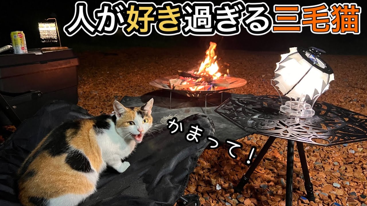 Solo camping with a calico cat who is too attached to people! It