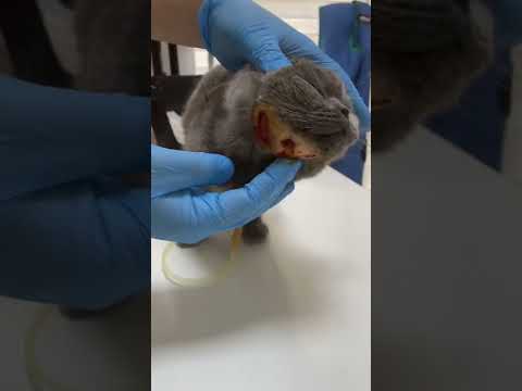 Video: Feline Lösemi Virüsü ve Feline İmmün Yetmezlik Virüsü Testi