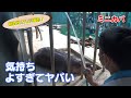 ミニカバ、夏のルーティン（Pygmy hippopotamus）