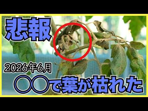 【夏野菜】ミニトマトにサビダニが発生して枯死！ナス, ピーマン, キュウリの整枝と葉かき【2026年6月】