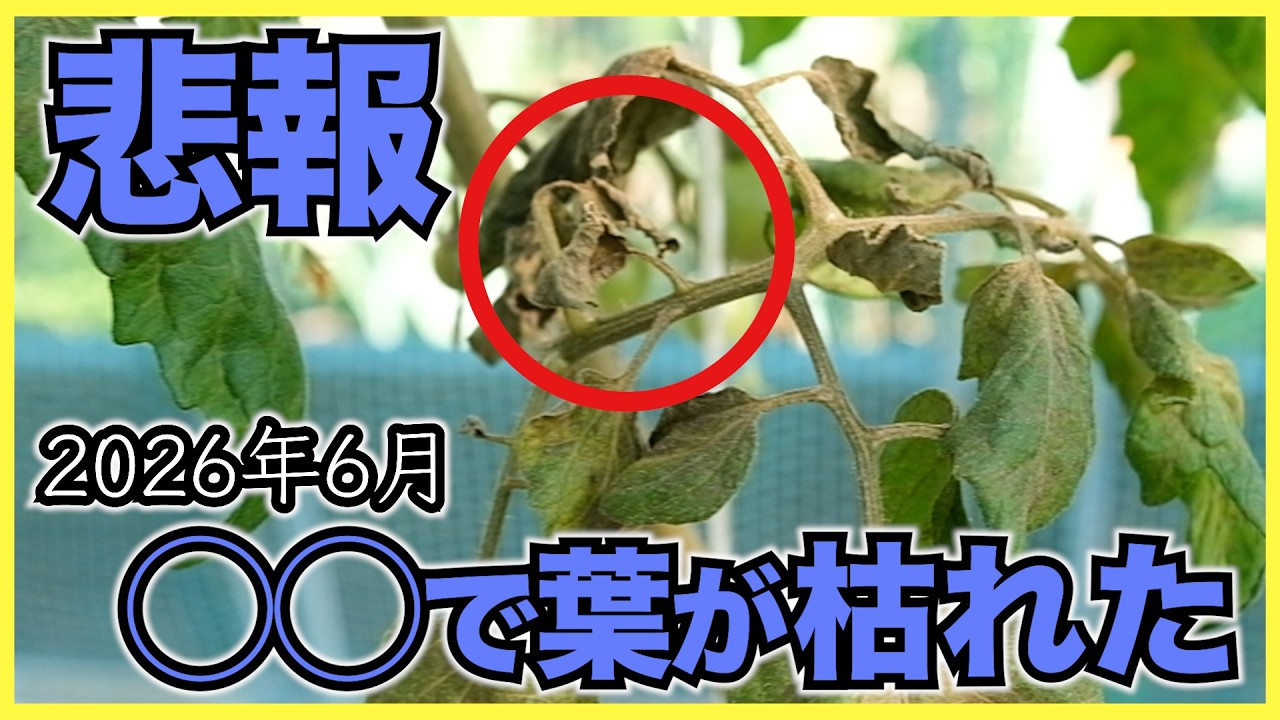 【夏野菜】ミニトマトにサビダニが発生して枯死!ナス, ピーマン, キュウリの整枝と葉かき【2026年6月】