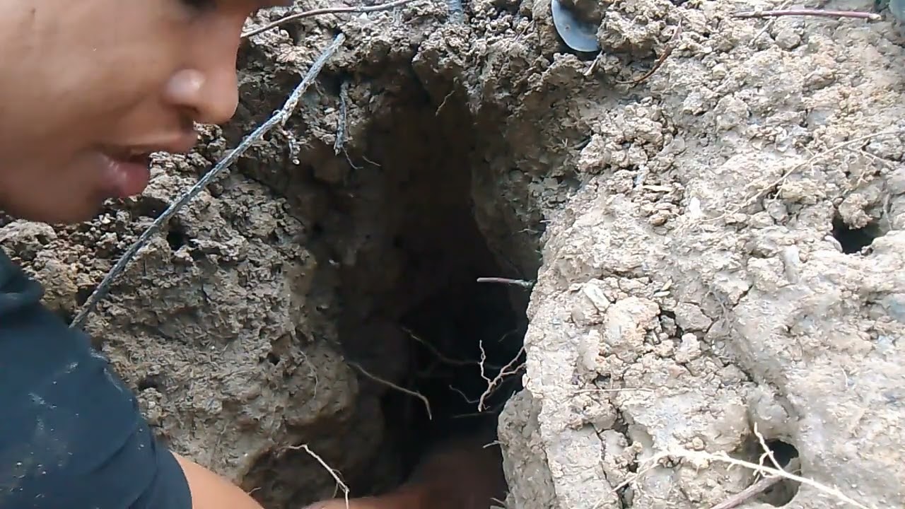 Sinira na Ang aking pabutas😔😥 #buhayprobinsya #fyp #subscribe @DAUHANVLOG 