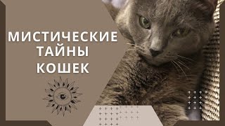 Мистические тайны кошек