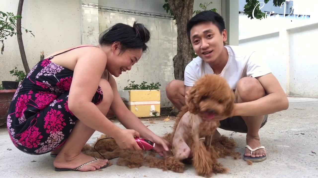 Troll - Giống Chó Poodle Mới Lạ | Vui Nhộn