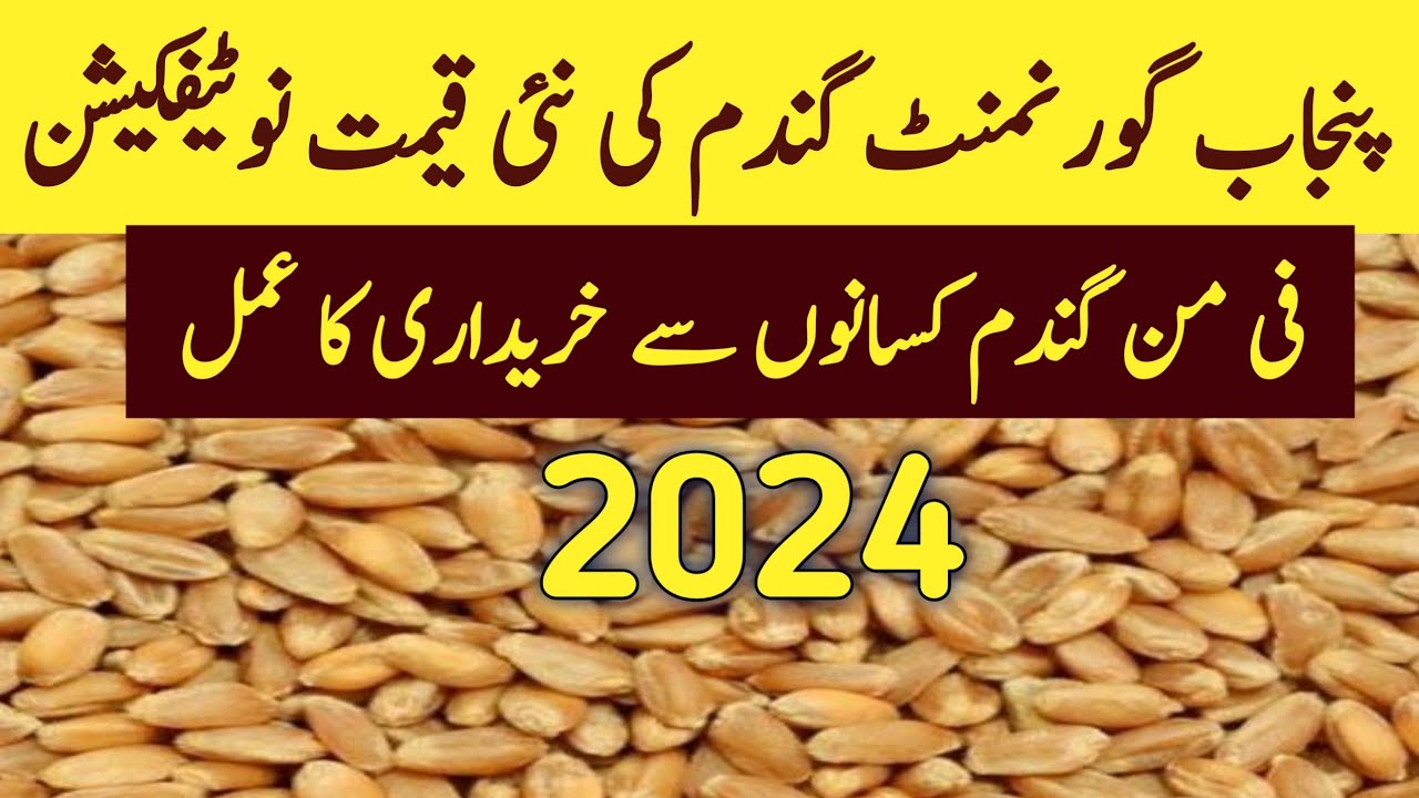 Wheat price in pakistan 2024 with notification update - YouTube
