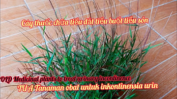 chữa tiểu buốt tiểu són tiểu dắt (viêm đường tiết niệu)menyembuhkan inkontinensia urin