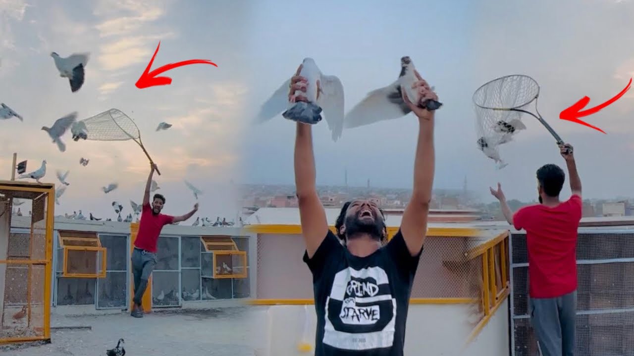 Aaj kisi ka white racer kabutar utar liya😮 || how to catch pigeon ||