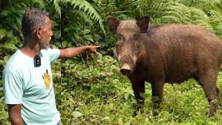 বাঘের চেয়ে বন্য শূকর ভয়ংকর ও ক্ষতিকর ।। Wild boars are more dangerous and harmful than tigers