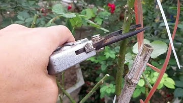 Kĩ thuật Cắt Cành Hạ thấp cây Hoa hồng và Chăm sóc đến khi nở hoa