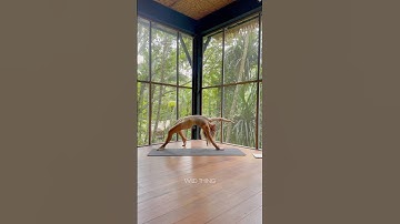 Advanced Yoga Flow to Wild Thing | Backbend & Strength Challenge