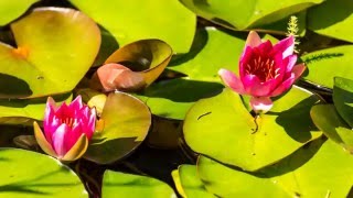 Seerosenblüten Zeitraffer In 4K Uhd