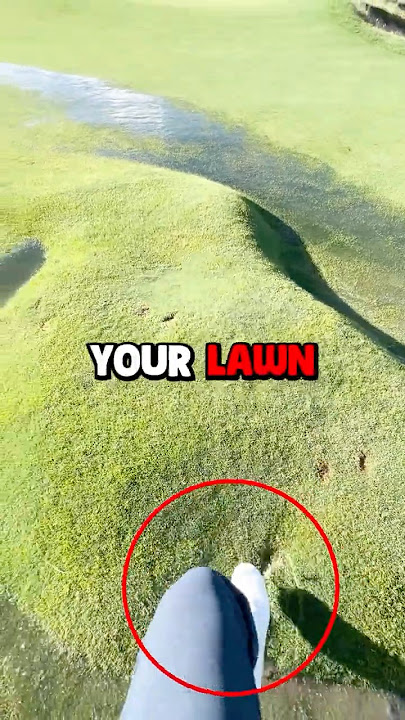 Weird Lawn Bubble 😰