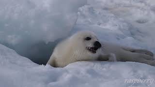 あざらしの赤ちゃん10【すきまでゴロン】☆harp seal baby