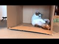 裸のエースが遊びモードになったら危険なのです