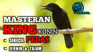 king konin | kolibri raja