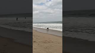 SKIMBOARDER DOWN!!! #failcompilation #beach #skimboards #skimboarding
