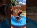 His dog adopts a wolf #animals #wholesome