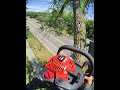 EPIC TREE BRANCH #tree #asmr #chainsaw #skill #tool #learn #like #satisfying #motivation #motivaTE