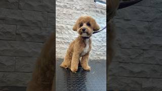 #cute #pets #grooming #explore #puppy #foryou #maltipoo #life #kawaii